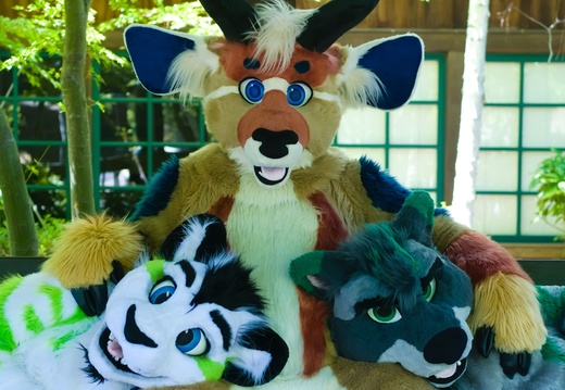 Danville - Zain, Bandit, Fibrekitty