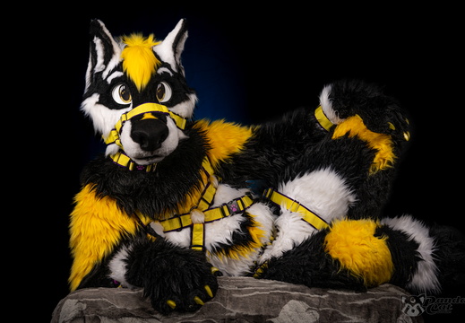 Dark Background - WolfRalle