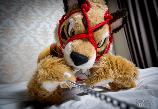 Jordern Shibari Taipei