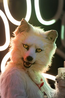 FLT03089-Enhanced-NR