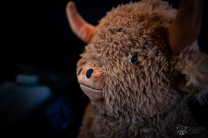 FLT03709-Enhanced-NR