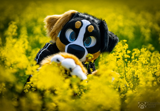 Rocky Barkboa Rhine Falls